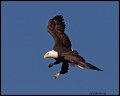 _2SB8933 bald eagle